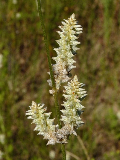 {Froelichia floridana}